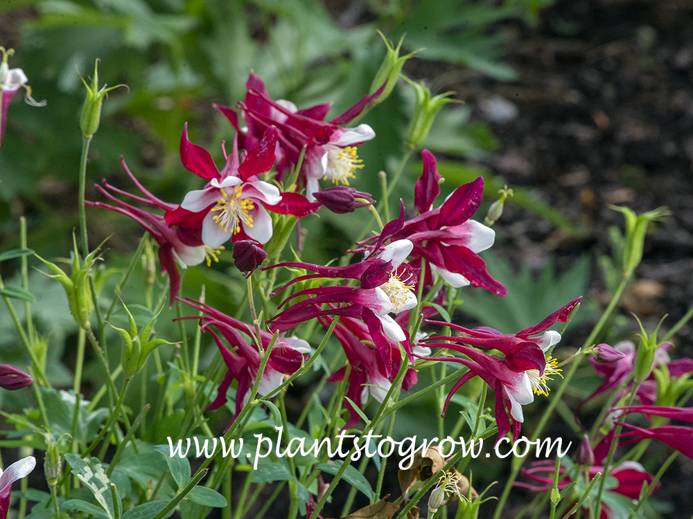 Crimson Star Columbine (Aquilegia)
